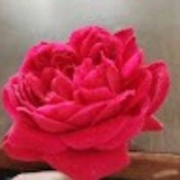 R Punith Kumar