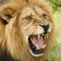Lion Of Judah