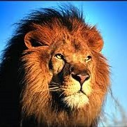 Robert van den Bosch