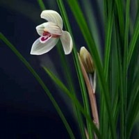 郭亚平