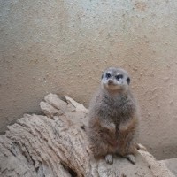榎本紗也