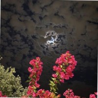 Wejdan Alharthi