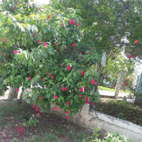 Belit del carmen medina polanco