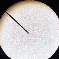 Beatriz Sánchez García