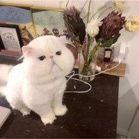 黄燕娇