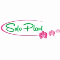 Solo Plant