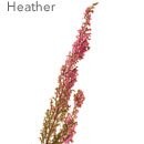 Heather Lundy