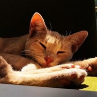 Tarçın The Cat