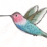 Amy Edwards