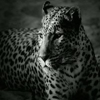 S Abdallah