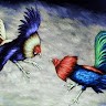 Roni Rooster Farm