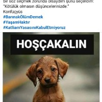 Ulas Yildiz