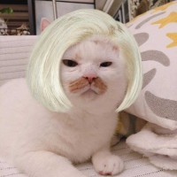 应佳敏