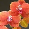 Shubham Rai