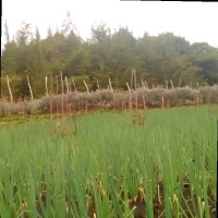 Tadesse Alemu Akelatie