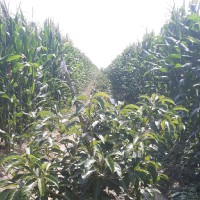 Julio Cesar Molina Chavez