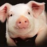Piggie Wong