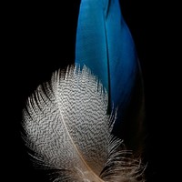 Annunziata Concetta Alboretti