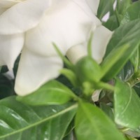 王青春
