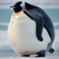 Don Penguin