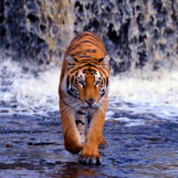 Suzy Tigers