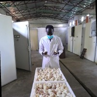 Dr Bereket Faku