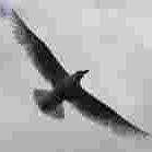 SS Global Consulting Training&Placement Group