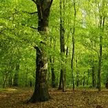 Alfhosskin Alfhosskin