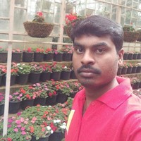 Elango D