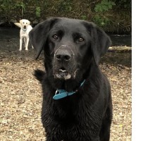 Morris Eighteenhundred