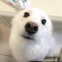 毛智慧