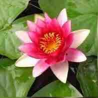 Zahrat lotus