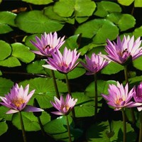 Mehran Shahzeidi 2sh