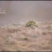 Aliali Aliali