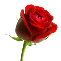 Divya K