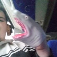 Phillip/Steve Addington/Shark
