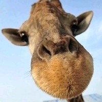 龚施传