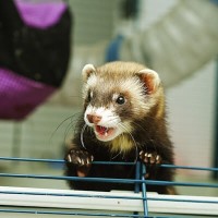 Freddy The Ferret