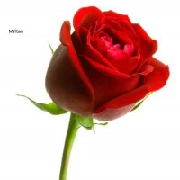 Miltan C