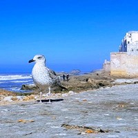 Akhbar Maghribia