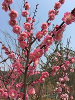 李良山