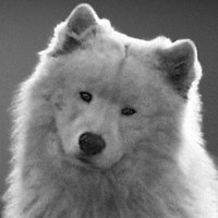 White Dog Group