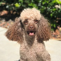Bob The Poodle