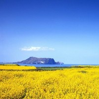 陈云鹏