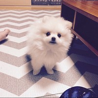 Meeji Lee