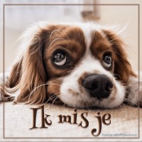 Luc Meysmans
