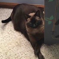 Cocoa Slug
