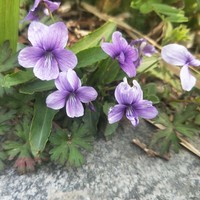 柏丽丽