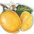 Tracy Lemon
