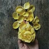 Ice Flower